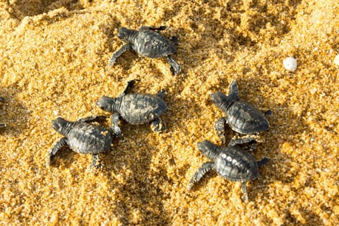 Beach, Animals