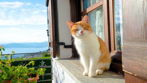 Animals, Sea view