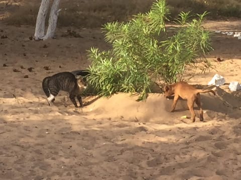 Feel Free Lodge Albergue natural in Senegal