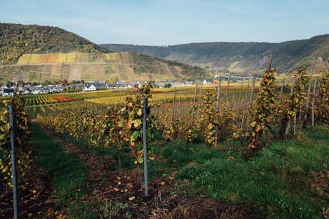 Hotel Merle Hotel in Cochem-Zell