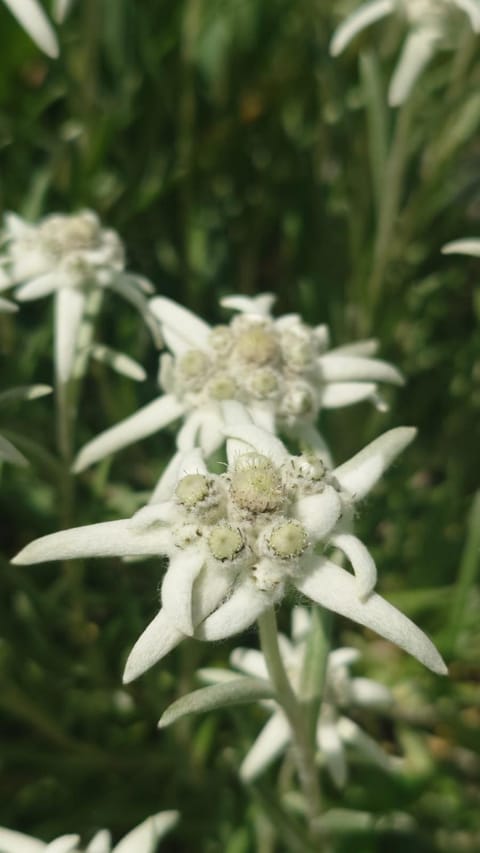 Gästehaus Hausberger Apartment in Vorarlberg, Austria