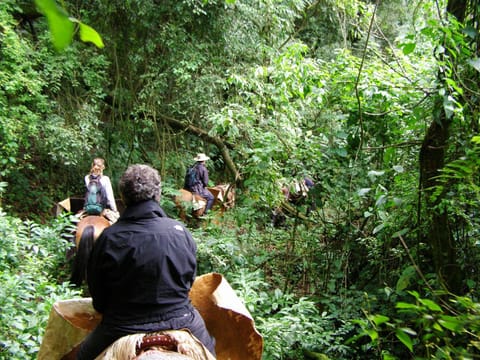 People, Horse-riding, group of guests