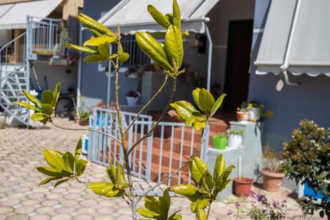 Vila AULONA House in Vlorë