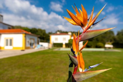 Garden, Decorative detail, Swimming pool, Swimming pool