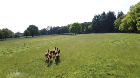 Le Cottage de la Doucette Country House in Paimpont