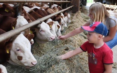 Ferienbauernhof Schuler Farm Stay in Gunzenhausen