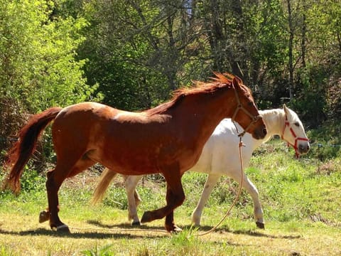 Horse-riding