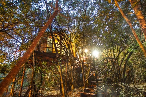 Teniqua Treetops Luxury tent in Eastern Cape