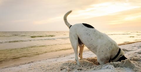 Beach, Pets, Sunset