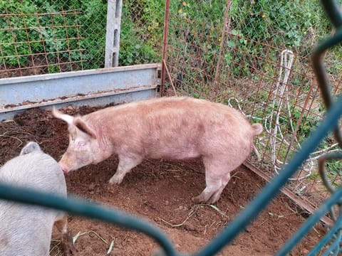 Azienda Agricola Sinisi Farm Stay in Lazio