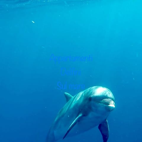 Appartamento delfini sul mare Copropriété in Golfo Aranci