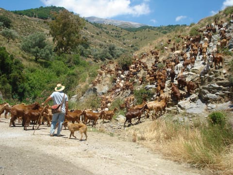 Molino de Las Tablas House in Axarquía