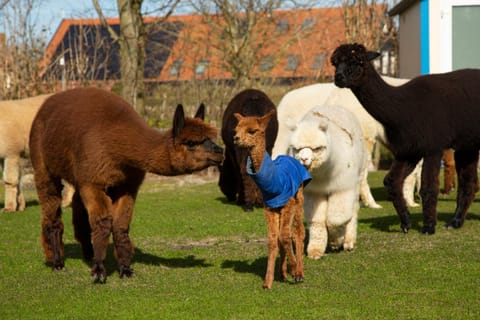 Activities, Activities, Animals, Pets