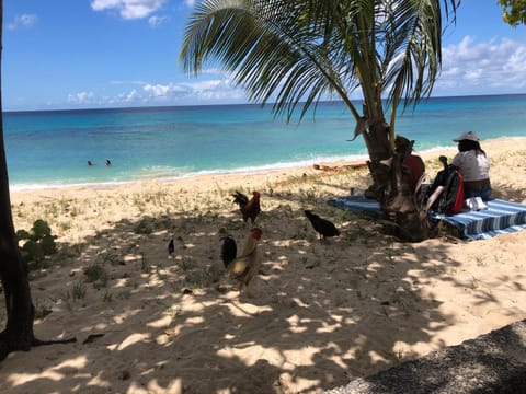 Coral Sands & Carib Edge, AC beach condos Condo in Barbados