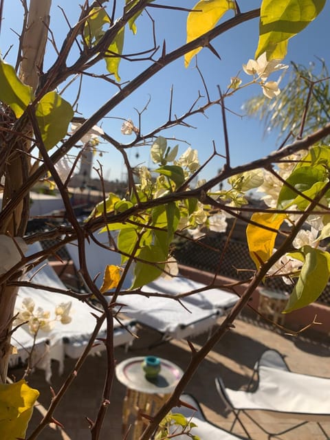 Patio, Balcony/Terrace