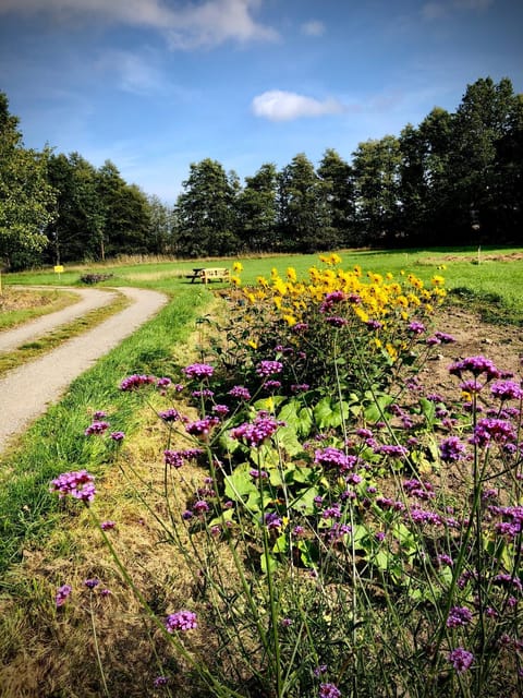 Summer, Garden