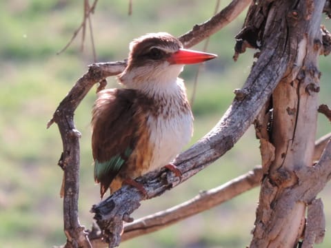 Animals, River view