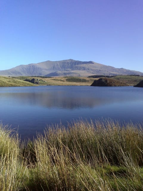 Nearby landmark, Pets