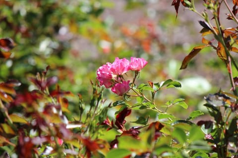 Natural landscape, Garden, Garden view