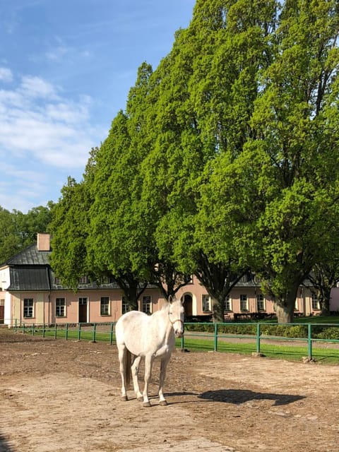 Facade/entrance, Horse-riding, Animals