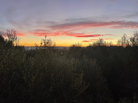 Garden view, Sunset