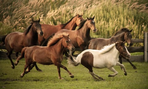 Horse-riding, Animals