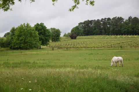 Day, Natural landscape, Garden view