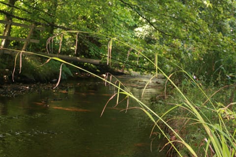 Natural landscape, River view