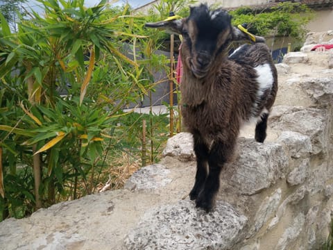 Animals, Pets
