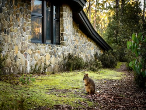 Discovery Parks - Cradle Mountain Nature lodge in Cradle Mountain