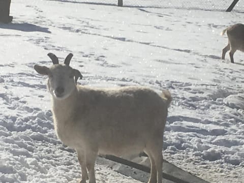 Ferme familiale chez Lili Farm Stay in Haute-Savoie