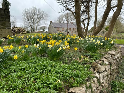 Hael Farm Cottage House in Ilston