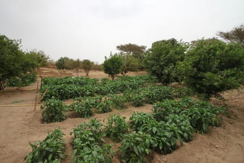 Le Verger d'Anta Farm Stay in Thiès Region, Senegal