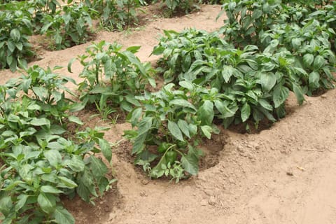 Le Verger d'Anta Farm Stay in Thiès Region, Senegal