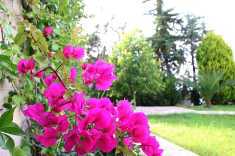 Patio, Summer, Garden, Balcony/Terrace, On site, Garden view