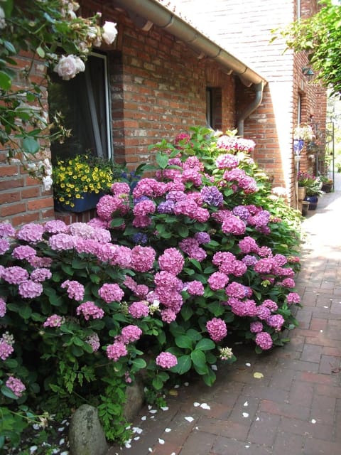 Landhaus-Nordseekueste Eigentumswohnung in Friesland