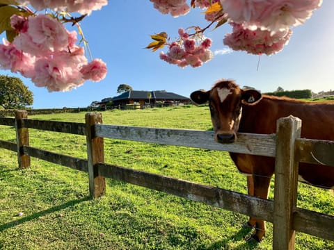 Property building, Natural landscape, Animals