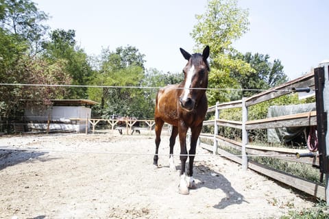 Day, Horse-riding, Animals