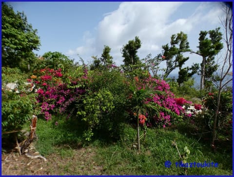Tikaz Toukité Capanno nella natura in Dominica