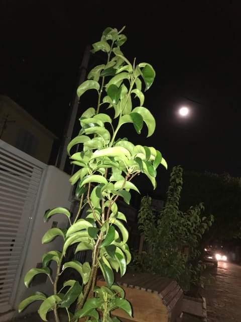 Night, Garden view