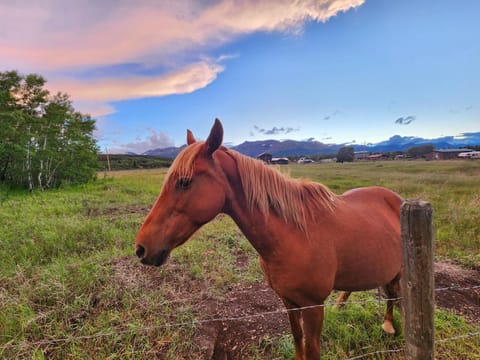 Day, Natural landscape, Animals