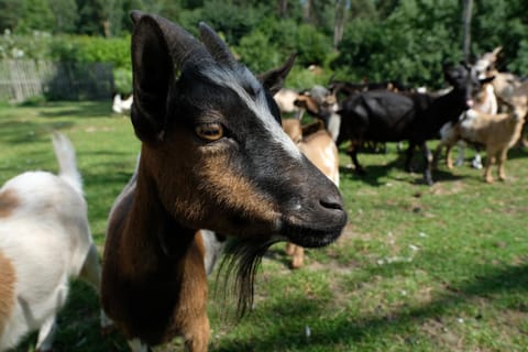 Nearby landmark, Natural landscape, Summer, Animals, On site, Pets