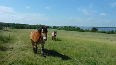Natural landscape, Animals