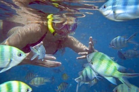 Snorkeling, Animals