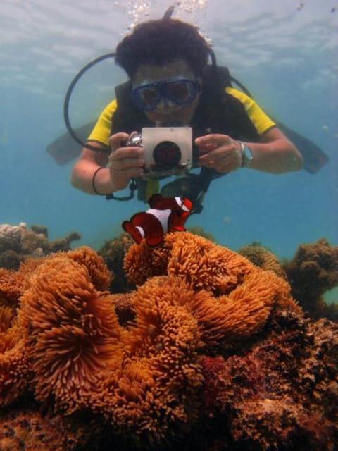 Snorkeling, Animals