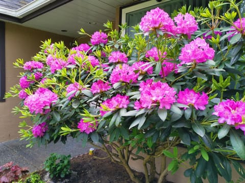 Property building, Garden view