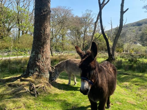 Harbour View Cottage House in County Kerry
