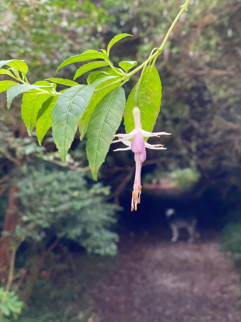 Harbour View Cottage House in County Kerry
