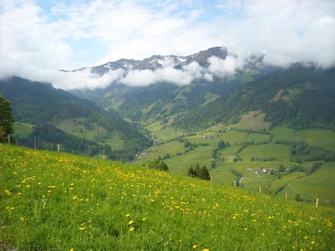Natural landscape, Summer