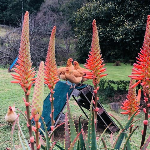 Garden, Animals